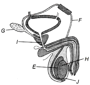 reproductive statements incorrect sarthaks sperms secretes fluid