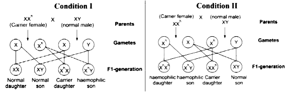 Haemophilia And Colour Blindness Are Sex Linked Recessive Disorders Being Determined By The Alteration Or Mutation In The Single Gene Sarthaks Econnect Largest Online Education Community