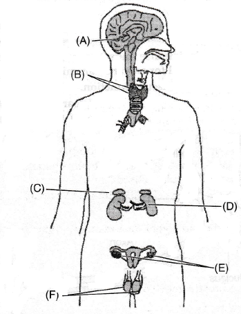 Identify the endocrine glands A, B, C, D, E and F in the given diagram ...