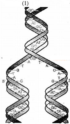 Represent Diagramatically The Watson Crick Model For Semi Conservation Replication Of Dna Sarthaks Econnect Largest Online Education Community