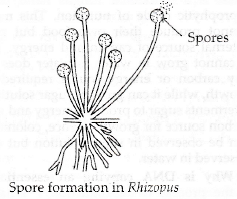 Describe Reproduction by spores in Rhizopus. - Sarthaks eConnect ...