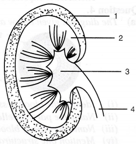 kidney diagram human study section carefully answer questions shows below follow class sarthaks given