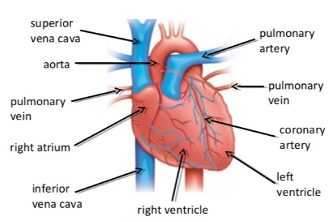 external heart anatomy