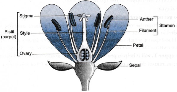 Draw a labelled diagram of the longitudinal section of a flower ...