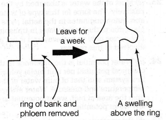 girdling experiment cannot be performed in