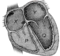 Refer to the given figure of heart and select the correct option. (A ...