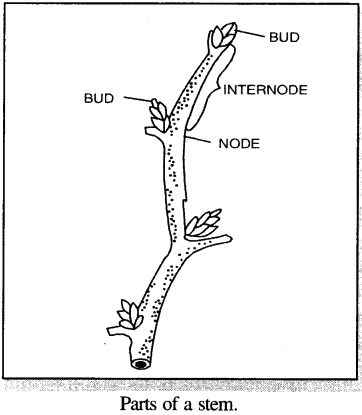 What is a stem? What are the different parts of a stem? - Sarthaks ...