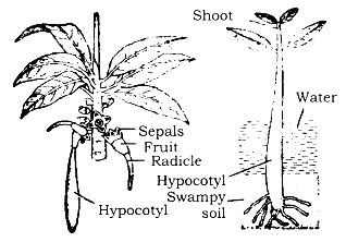 Write short notes on: (a) Mangrove vegetation. (b) Amphibians of Plant ...