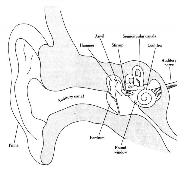 labelled diagram of human ear