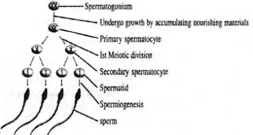 spermatogenesis flow chart