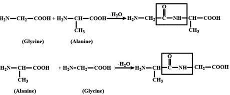 e the structure of all the possible dipeptides