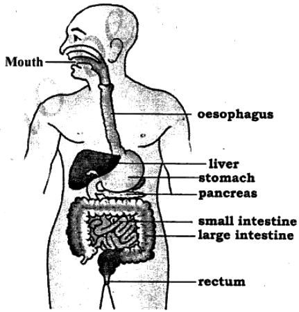 Diagram Digestive System Without Labels ~ news words