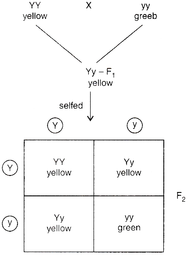 Monohybrid Cross F2 Generation