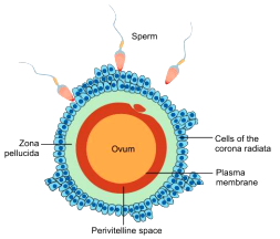 parts of the ovum