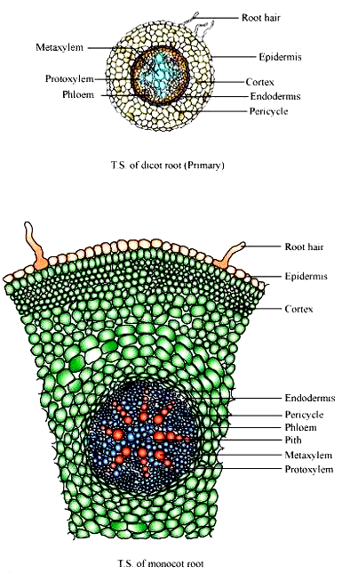 NCERT Solutions Class 11 Biology Chapter 6 Anatomy of Flowering Plants ...