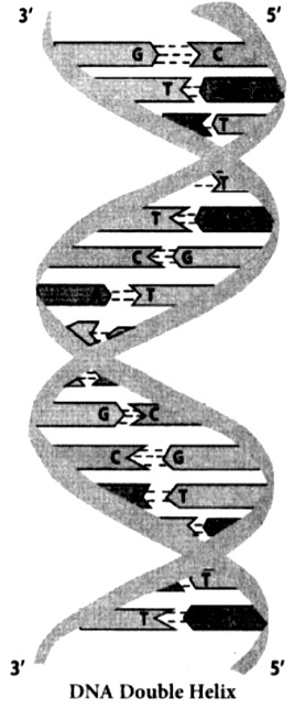 Describe about the double strand helix structure of DNA - Sarthaks ...