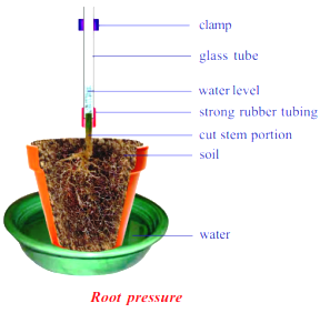 root pressure diagram