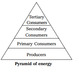 Why are ecological pyramids are always upright ? - Sarthaks eConnect ...