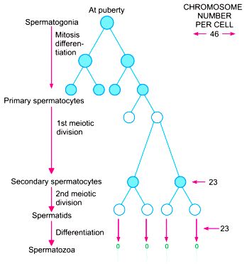 spermatogenesis and oogenesis diagram