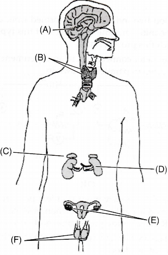I Identify The Endocrine Glands A B C D E And F In The Given Diagram Ii List The 9986