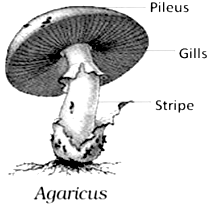 Explain the term Basidiomycetes (club fungi). - Sarthaks eConnect ...