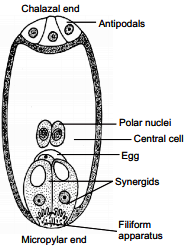 Draw a labelled diagram of a mature embryo sac of an angiosperm ...