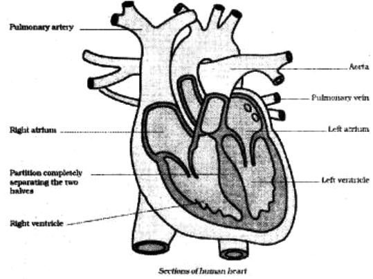 parts of the heart and functions