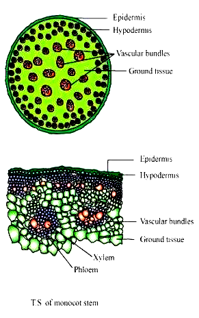 NCERT Solutions Class 11 Biology Chapter 6 Anatomy of Flowering Plants ...