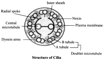 cilia diagram