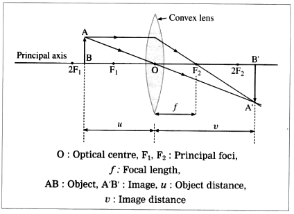 Draw neat and well labelled ray diagrams for image formation by convex ...