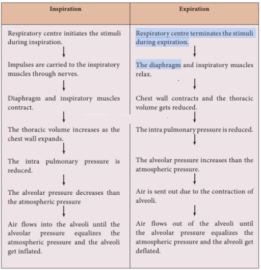 Write The Flow Chart Of The Events During Inspiration And Expiration Sarthaks Econnect Largest Online Education Community