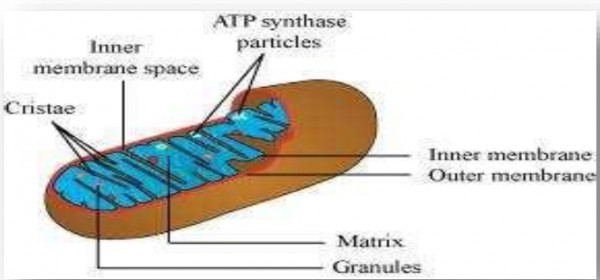 Name two cell-organelles that are double membrane bound. What are the