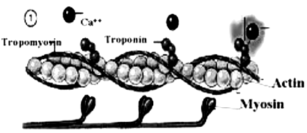 What are the Structure of contractile proteins? - Sarthaks eConnect |  Largest Online Education Community