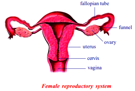 female reproductive system not labeled