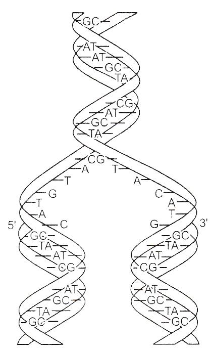 Draw a diagrammatic sketch of a portion of DNA segment to support your ...