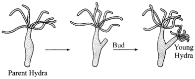 budding in hydra