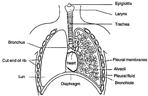 human respiratory system diagram black and white