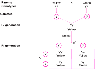 Monohybrid Cross F2 Generation