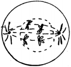 The Given Diagram Shows A Stage During Mitotic Division In An Animal Cell Sarthaks Econnect Largest Online Education Community