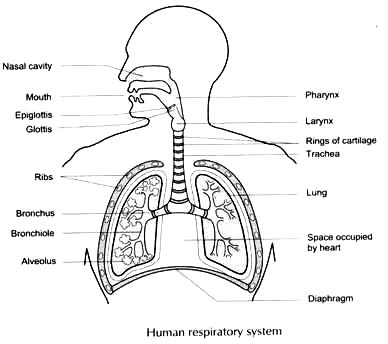 Draw a neat labelled diagram of human respiratory system. - Sarthaks ...
